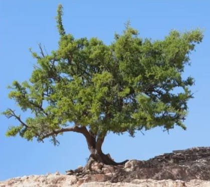 Arganier au Maroc