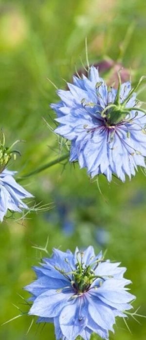 Huile Nigelle - 6